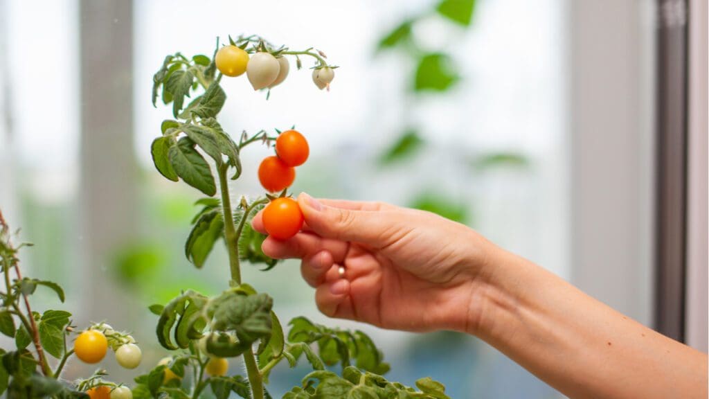 A woman plucking a ripe tomato from a plant.