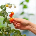 A woman plucking a ripe tomato from a plant.
